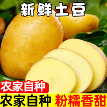 土豆新鲜土豆斤农家自种蔬菜红皮黄心土豆批发马铃薯洋芋生鲜 3斤