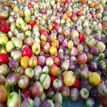 纳格兰五彩泡椒种子多彩椒腌制广西灯笼椒春季阳台盆栽种籽蔬菜种孑 五彩泡椒原装100粒