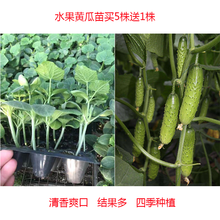 民汇园蔬菜种子种苗 水果黄瓜苗黄瓜种子 刺黄瓜秧子黄瓜苗子新鲜菜苗全年有货带土成活率高阳台盆栽蔬菜 水果黄瓜苗买5株+1株共发6株全年有货