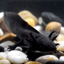 麦叮卡六角龙鱼恐龙鱼宠物鱼活物淡水观赏鱼冷水鱼 黑龙1条（9-11cm)