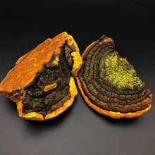 同仁堂陈皮 尧虎桑树桑黄正宗桑黄茶桑臣桑黄菇桑黄粉片桑黄灵芝桑黄菌种同仁堂西藏桑黄 一般桑黄250g 泡水