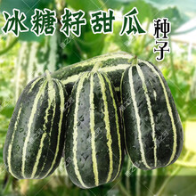纳格兰冰糖子甜瓜种子高糖香瓜甜瓜种籽春季羊角蜜早熟水果蔬菜种孑 【冰糖子原装100粒】
