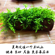 虾洞莫斯虾窝水族孵化罐小鱼躲避洞水晶虾躲避屋散莫斯造景水草泥 绿 莫斯繁殖罐(大)