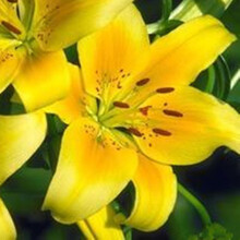 矮化百合花种球 宫灯百合种球 百合花种球矮生四季食用百合种球 黄色单2种球+多菌灵 11-12CM