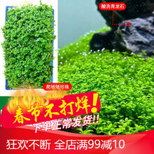 椒草活体真水草椒榕绿温蒂椒红椒青椒咖啡椒鱼缸装饰造景可绑沉木 【前景】爬地矮珍珠盒装
