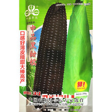 纳格兰 中品开元中品黑甜糯玉米种子口感好薄皮糯甜大棒高产农家春秋播种 中品黑甜糯原装200克x2袋