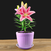 沭之美百合花种球盆栽 香水百合带芽花苗套餐 盆栽花卉绿植 粉百合 仿木桶盆套装