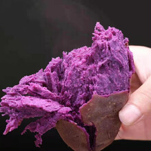 沂蒙山紫薯沙地紫薯紫罗兰新鲜番薯山芋小紫薯紫地瓜农家自种 中大紫5斤
