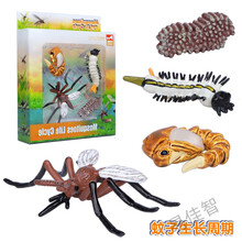 仿真昆虫模型蝴蝶生命周期蚂蚁玩具青蛙小蝌蚪蚊子儿童科教海龟 蚊子