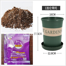 【左家花园】5个进口剑兰种球 现货 唐菖蒲花球 庭院阳台多年生球根花卉 高1加仑盆 营养土 肥(无种球) 一盆可种5球 周长12+cm