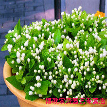 重瓣茉莉花种子 虎头茉莉白茉莉花种子 四季庭院阳台易种易活植物 重瓣白茉莉种子5粒