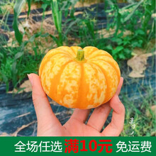高产绿贝贝迷你小南瓜种子种籽苗板栗味四季板粟秧苗蔬菜孑秧香甜 黄贝贝种子 50粒原装