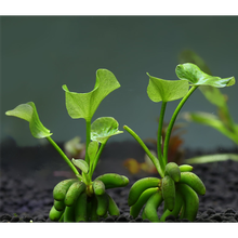 易养耐养好活不用水草泥的真水草活体水草植物绿菊蜈蚣水榕 香蕉草一颗