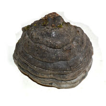 【灵芝木蹄灵芝】天然深山野灵芝 正宗木蹄层孔菌 野生木蹄灵芝250克