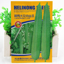 大花点肉丝瓜种子种籽特大丝瓜新品种四季广东苗秧秋冬季蔬菜孑子 翠秀花点丝瓜 20g原装