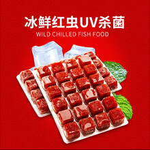 浪花水族冷冻红虫观赏鱼食饲料小鱼食红虫冰冻血虫丰年虾赤虫牛心汉堡罗汉鱼锦鲤金鱼七彩鱼食饲料 6板高维大红虫+喂食工具