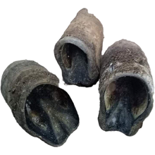 驴蹄壳黑驴蹄外壳驴蹄壳驴脚外壳纯驴蹄壳 顺丰8个