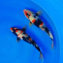 锦鲤纯种活体鱼日本红白锦鲤昭和乌金白写大正锦鲤冷水鱼风水鱼小锦鲤鱼苗淡水观赏鱼 昭和锦鲤 13-17CM1条