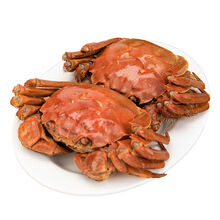 【全母特大蟹满黄】5.0-2.0两苏州大闸蟹鲜活螃蟹活体超大蟹礼盒2 (全母4.0-3.5两)8只