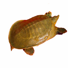 艚旺 甲鱼活体王八活生态食用老鳖团青黄色生新鲜土鳖水产王八活的王八 青黄色(或土黄色) 3斤(5年以上)