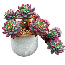 多肉植物老桩 商品搜索 京东