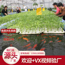 鲸榜鱼菜共生系统建造全自动化无土栽培生态餐厅水产循环新型复合耕作体养殖种植智能玻璃连体栋温室遮阳大棚 申经理热线13501309881