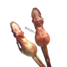 【正宗雪蛤干】整支东北长白山雪蛤油蛤蟆干林蛙干雪蛤膏雪蛤线油 足17克1支（买5送1）