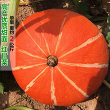 绿贝贝迷你小南瓜种子 高产日本板栗南瓜种孑 小南瓜四季蔬菜种籽 红甘栗 原装30粒