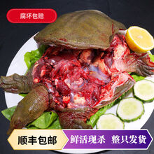 现杀外塘甲鱼放养老鳖  王八真空包装 【顺丰】1.8斤现杀真空包装 外塘散养甲鱼(青黄背)整只