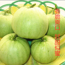 纳格兰水果蔬菜种子 8424麒麟西瓜种子 阳台庭院盆栽田园种植红壤西瓜籽 日本甜宝约40粒(原厂彩包)