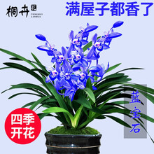 桐卉兰花 蓝宝石建兰四季兰 有香味的兰花苗 秋带花苞出售花卉好养盆栽绿植 蓝宝石3苗连体不带花