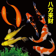 锦鲤活鱼纯种观赏鱼小型好养冷水淡水鱼大正三色鱼苗锦鲤活体华狄 八方来财10-12火鲤2+黄金2+红白2+三色2