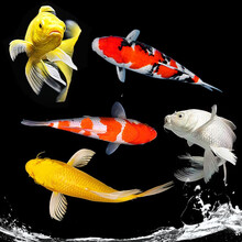 锦鲤鱼观赏鱼活体淡水鱼冷水鱼金鱼锦鲤活鱼鱼苗大正红白黄金 华狄 五彩锦鲤套餐(随机) 8-10cm