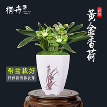 桐卉兰花 建兰四季兰黄金彩虹 现带多花苞出售 办公室绿植物盆栽花卉 黄金香荷2苗连体带盆种好