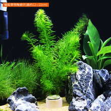 鱼缸造景后景真水草活体生态瓶蜈蚣草缸装饰金鱼藻类植物有茎类 蜈蚣草4杯(含定植环)再给1杯