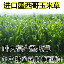 墨西哥玉米草种牧草种籽四季养殖多年生再生进口猪牛羊兔畜禽种子好客花乡 高产墨西哥玉米草1斤