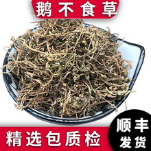 泽信堂 鹅不食草 精选中药材500克 水洗石胡荽