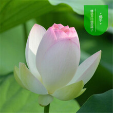 纳格兰 水莲花种子四季碗莲水培种子水养睡莲水生荷花莲花盆栽花卉观花植物室内花 佛手/已开口28粒+盆+营养液+河泥