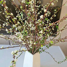 雪柳 商品搜索 京东