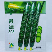 津优一号津研四号黄瓜种子高产抗病油亮绿瓤黄瓜种春秋季青瓜种子 靓绿308【20克】