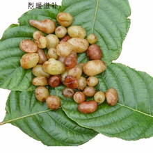石黄皮 新鲜石黄皮 化狗儿肾蕨蜈蚣草圆羊齿肾蕨凤凰蛋中药材现摘 一斤