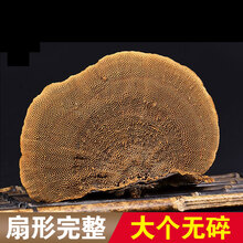 吉雪 灵芝 蜂窝灵芝林下灵芝蜂窝林芝蜂窝层孔菌 蜂窝灵芝50克