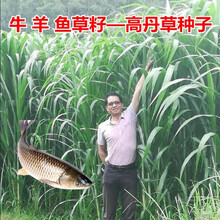 【正常发货】牧草黑麦草种籽多年生墨西哥玉米草种四季养殖牛羊鸡鹅鱼草种籽紫花苜蓿牧草种子甜高粱好客花乡 阿根廷高丹草一斤