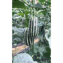 天津德瑞特博洋61甜瓜种子博洋9薄皮杂交香瓜羊角蜜脆甜瓜种子籽 5粒博洋9，限时试种(保芽率，不出全赔)假一赔十