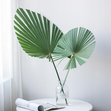 追逸棕榈叶材叶家庭中式插花（造型自己修剪）水养鲜切花 棕榈叶一扎5支