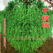 春秋庭院易种蔬菜豇豆干枝梅特长豆角种子中早熟长达1.2米特高产 不干枝梅50粒简装