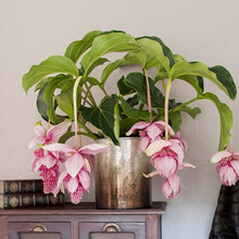 花沃里 玫红花卉宝莲灯(2层叶片3头简易花盆)幼苗花卉绿植盆栽室内INS风网红绿植进口育苗品种