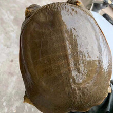 鲜美惊 外塘放养外塘生态甲鱼活体青黄王八鱼老鳖甲鱼活体食用王八包活 1.4-1.7斤外塘放养