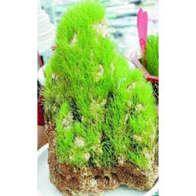 四季爬藤假山草种子 造盆景珍珠草种 吸水石专用草籽鱼缸草微景观 长毛草50粒