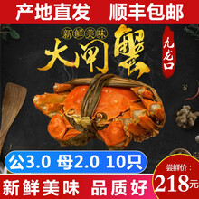 【活蟹】现货九龙口大闸蟹鲜活美味特大生态红膏全规格螃蟹春节过年送礼10只礼盒装 礼遇款 满膏满黄：公3.0母2.0 10只